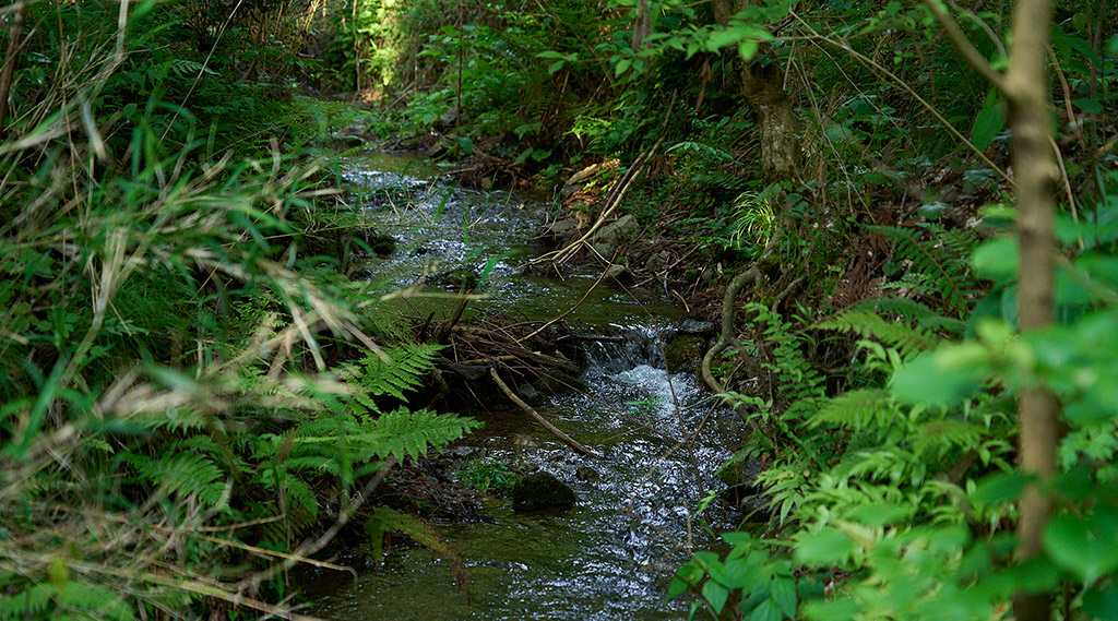 水は、田を潤し、稲とそこに住まう動植物を育みます