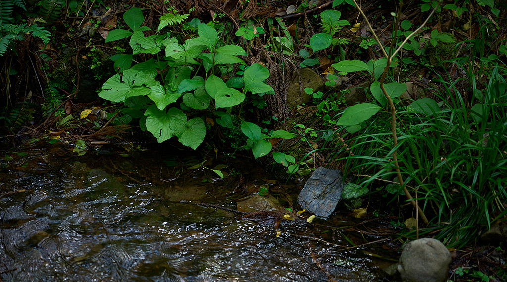 山に降った雨が大地に染み込み